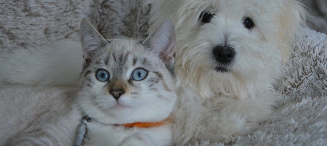 Najpogostejša hišna ljubljenčka